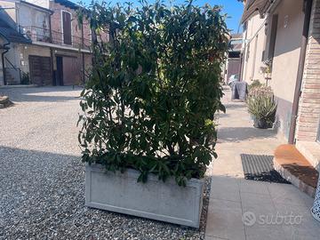 Fioriere in cemento con piante