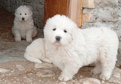 Cuccioli di pastore abruzzese