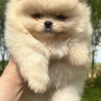 Spitz di Pomerania nano