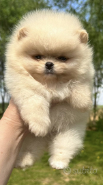 Spitz di Pomerania nano