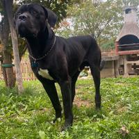 Cane corso per monta