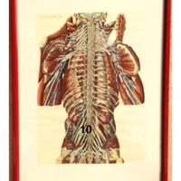 Quadri Tavole Anatomiche (spedizione gratis)