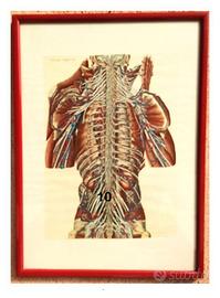 Quadri Tavole Anatomiche (spedizione gratis)
