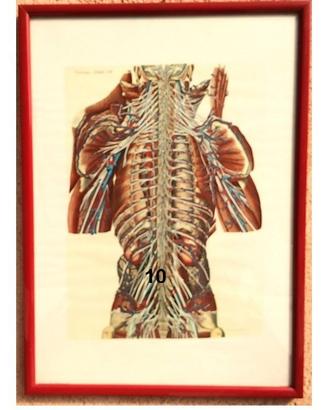 Quadri Tavole Anatomiche (spedizione gratis)