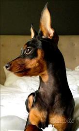 Pinscher Nano disponibili