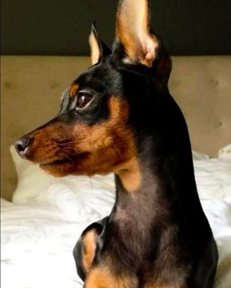 Pinscher Nano disponibili