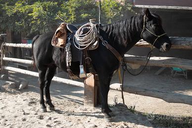 CASTRONE del 2010 incrociato con il qh