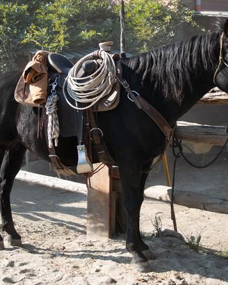 CASTRONE del 2010 incrociato con il qh