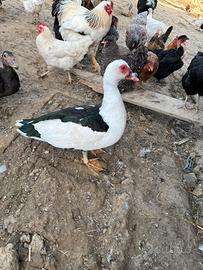 Coppia di anatra muta