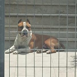 Amstaff maschio stupendo