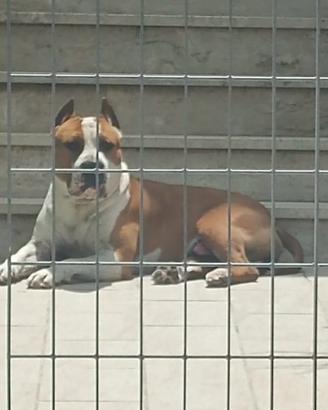 Amstaff maschio stupendo
