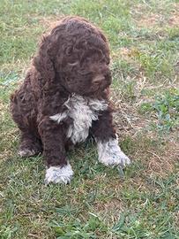 Lagotto