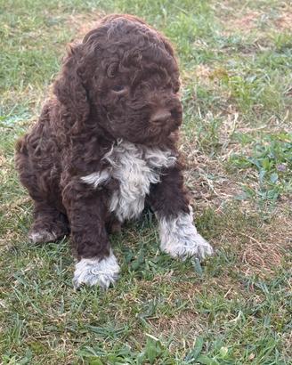 Lagotto