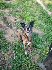 Cagnolina medio piccola anziana in adozione