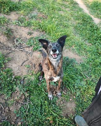 Cagnolina medio piccola anziana in adozione