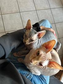 Gatti Sphynx