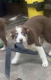 Pastore australiano Australian Shepherd pedigree