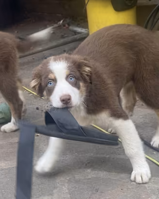Pastore australiano Australian Shepherd pedigree