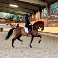 Speciale cde 13 anni h 160/65 super domato