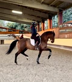 Speciale cde 13 anni h 160/65 super domato