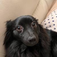 Volpino Pomerania femmina per monta