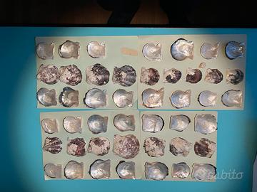 Conchiglie di ostriche perlifere