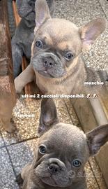 Bulldog francese