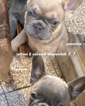 Bulldog francese