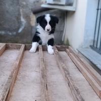 Border collie