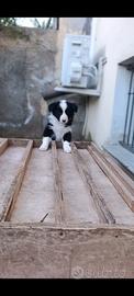 Border collie