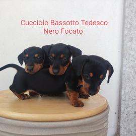 Cuccioli bassotto tedesco