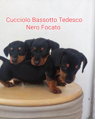 Cuccioli bassotto tedesco