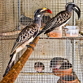 Coppia bucero grigio africano