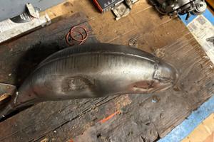 espansione doma ktm racing 125