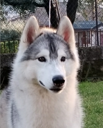 Siberian husky maschi