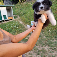 Border collie super con pedigree