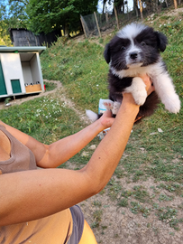 Border collie super con pedigree