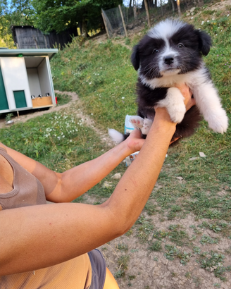 Border collie super con pedigree