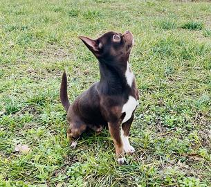 Maschio chihuahua per monta