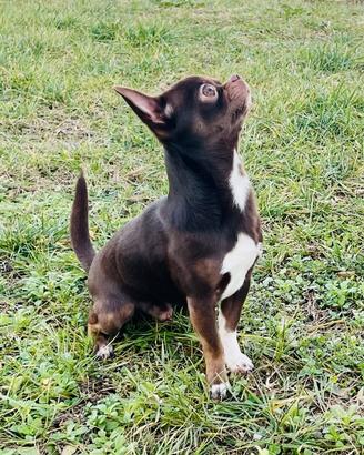 Maschio chihuahua per monta