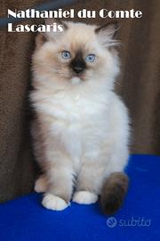NATHANIEL cucciolo razza RAGDOLL con pedigree ANFI