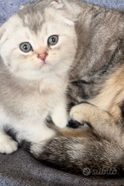 Scottish-fold