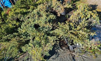 Piante di pino Juniperus per aiuola e giardino