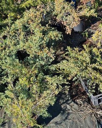 Piante di pino Juniperus per aiuola e giardino
