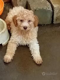 Lagotto Romagnolo