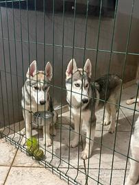 husky 