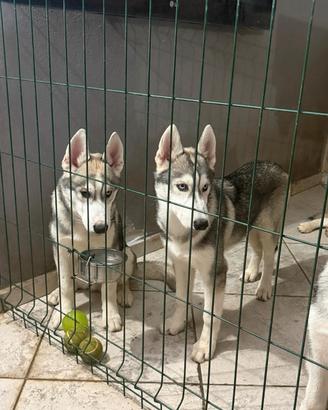 husky 
