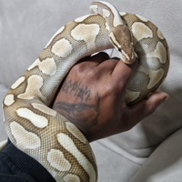 Pitone reale femmina