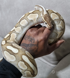 Pitone reale femmina