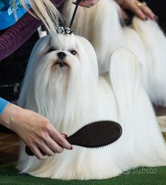 maltese toy
